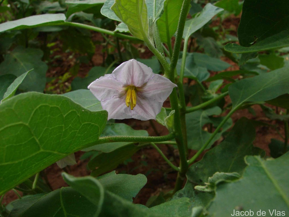 Solanum melongena L.